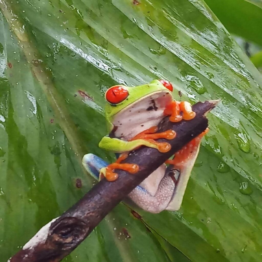 costa rica yellow frog light 108×1080